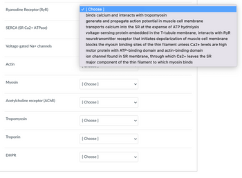 Ryanodine Receptor (RyR)
SERCA (SR Ca2+ ATPase)
Voltage-gated Na+ channels
Actin
Myosin
Acetylcholine receptor (AChR)
Tropomyosin
Troponin
DHPR
✓ [Choose ]
binds calcium and interacts with tropomyosin
generate and propagate action potential in muscle cell membrane
transports calcium into the SR at the expense of ATP hydrolysis
voltage-sensing protein embedded in the T-tubule membrane, interacts with RyR
neurotransmitter receptor that initiates depolarization of muscle cell membrane
blocks the myosin binding sites of the thin filament unless Ca2+ levels are high
motor protein with ATP-binding domain and actin-binding domain
ion channel found in SR membrane, through which Ca2+ leaves the SR
major component of the thin filament to which myosin binds
[Choose ]
[Choose ]
[Choose ]
[Choose ]
[Choose ]
V
>