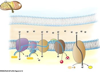 ### Electron Transport Chain in Mitochondria

The image illustrates the electron transport chain (ETC) located in the inner mitochondrial membrane. It depicts the complexes and proteins involved in the process, along with the movement of hydrogen ions (H⁺) and electrons.

#### Components:

1. **Mitochondrial Inner Membrane**: The semi-permeable membrane depicted with a double-layer of phospholipids, which serves as the location for the ETC.

2. **Complexes I-IV**:
    - **Complex I**: Accepts electrons from NADH, transferring them through a series of reactions to ubiquinone, while pumping H⁺ ions into the intermembrane space.
    - **Complex II**: Transfers electrons from FADH₂ directly to ubiquinone, without pumping H⁺.
    - **Complex III**: Transfers electrons from ubiquinol to cytochrome c, again pumping H⁺ ions into the intermembrane space.
    - **Complex IV**: Transfers electrons from cytochrome c to oxygen, forming water, and pumps additional H⁺ ions.

3. **Ubiquinone (Coenzyme Q)**: A lipid-soluble electron carrier that moves electrons between Complex I or II and Complex III.

4. **Cytochrome c**: A small protein that carries electrons from Complex III to Complex IV.

5. **ATP Synthase**: A protein that uses the H⁺ gradient generated by the ETC to synthesize ATP from ADP and inorganic phosphate.

6. **Hydrogen Ion (H⁺) Gradient**: H⁺ ions are shown being pumped into the intermembrane space, creating an electrochemical gradient. This gradient drives ATP synthesis as H⁺ ions flow back into the mitochondrial matrix through ATP synthase.

#### Key Processes:

- **Electron Transport**: Electrons are transferred through a series of complexes, releasing energy.
- **Proton Pumping**: H⁺ ions are moved across the membrane, establishing a proton gradient.
- **ATP Production**: The return flow of H⁺ ions powers ATP synthase, enabling the conversion of ADP to ATP.

This image effectively summarizes the cellular respiration phase occurring in mitochondria, crucial for the production of ATP, the energy currency of the cell.