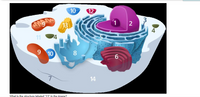 ### Cell Structure Diagram

This image illustrates the various organelles within a eukaryotic cell. Each structure is labeled with a number for easy identification and explanation. Here is a detailed description of each labeled structure:

1. **Nucleus**: Contains the cell's genetic material and coordinates activities such as growth, metabolism, and reproduction.
2. **Nuclear Envelope**: The double membrane that encloses the nucleus, protecting the genetic material.
3. **Centrosome**: Helps in organizing microtubules and is important during cell division.
4. **Vesicle**: Small, membrane-bound sacs that transport and store substances within a cell.
5. **Rough Endoplasmic Reticulum (RER)**: Studded with ribosomes and involved in protein synthesis and quality control.
6. **Golgi Apparatus** (Golgi body): Modifies, sorts, and packages proteins and lipids for secretion or delivery to other organelles.
7. **Cell Membrane**: Semi-permeable membrane surrounding the cell, regulating the transport of substances in and out of the cell.
8. **Smooth Endoplasmic Reticulum (SER)**: Involved in lipid synthesis, detoxification, and calcium ion storage.
9. **Mitochondrion**: The powerhouse of the cell, generating ATP through cellular respiration.
10. **Cytoplasm**: Jelly-like substance filling the cell, where organelles are suspended, and various cellular processes occur.
11. **Lysosome**: Contains digestive enzymes to break down waste materials and cellular debris.
12. **Nucleolus**: Located within the nucleus, responsible for producing ribosomes.
13. **Peroxisome**: Contains enzymes that detoxify harmful substances and break down fatty acids.
14. **Cytoskeleton**: Network of filaments and tubules that provides structure, shape, and movement to the cell.

This diagram helps in understanding the complex organization and functionality of a typical eukaryotic cell. Each organelle plays a critical role in maintaining cellular homeostasis and supporting various cellular activities.