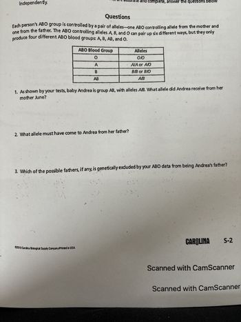 independently.
e accurate and complete, answer the questions below
Questions
Each person's ABO group is controlled by a pair of alleles--one ABO controlling allele from the mother and
one from the father. The ABO controlling alleles A, B, and O can pair up six different ways, but they only
produce four different ABO blood groups: A, B, AB, and O.
ABO Blood Group
0
Alleles
010
A
B
AB
A/A or A/O
B/B or B/O
A/B
1. As shown by your tests, baby Andrea is group AB, with alleles A/B. What allele did Andrea receive from her
mother June?
2. What allele must have come to Andrea from her father?
3. Which of the possible fathers, if any, is genetically exduded by your ABO data from being Andrea's father?
C2010 Carolina Biological Supply Company Printed in USA
CAROLINA
S-2
Scanned with CamScanner
Scanned with CamScanner