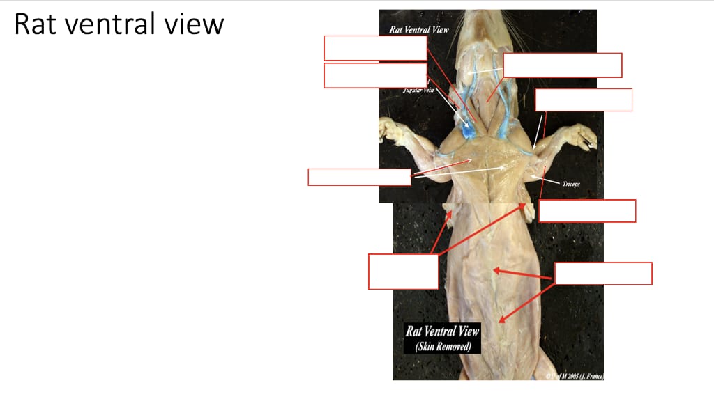 A treatise on zoology . »L ^f. Ym. IV. 1.—Cucumaria pentactes (Linn.),  opened along the right of the median dorsal line ; theright respiratory  tree has been cut short. 2.—Spicule ; 3.—Oral