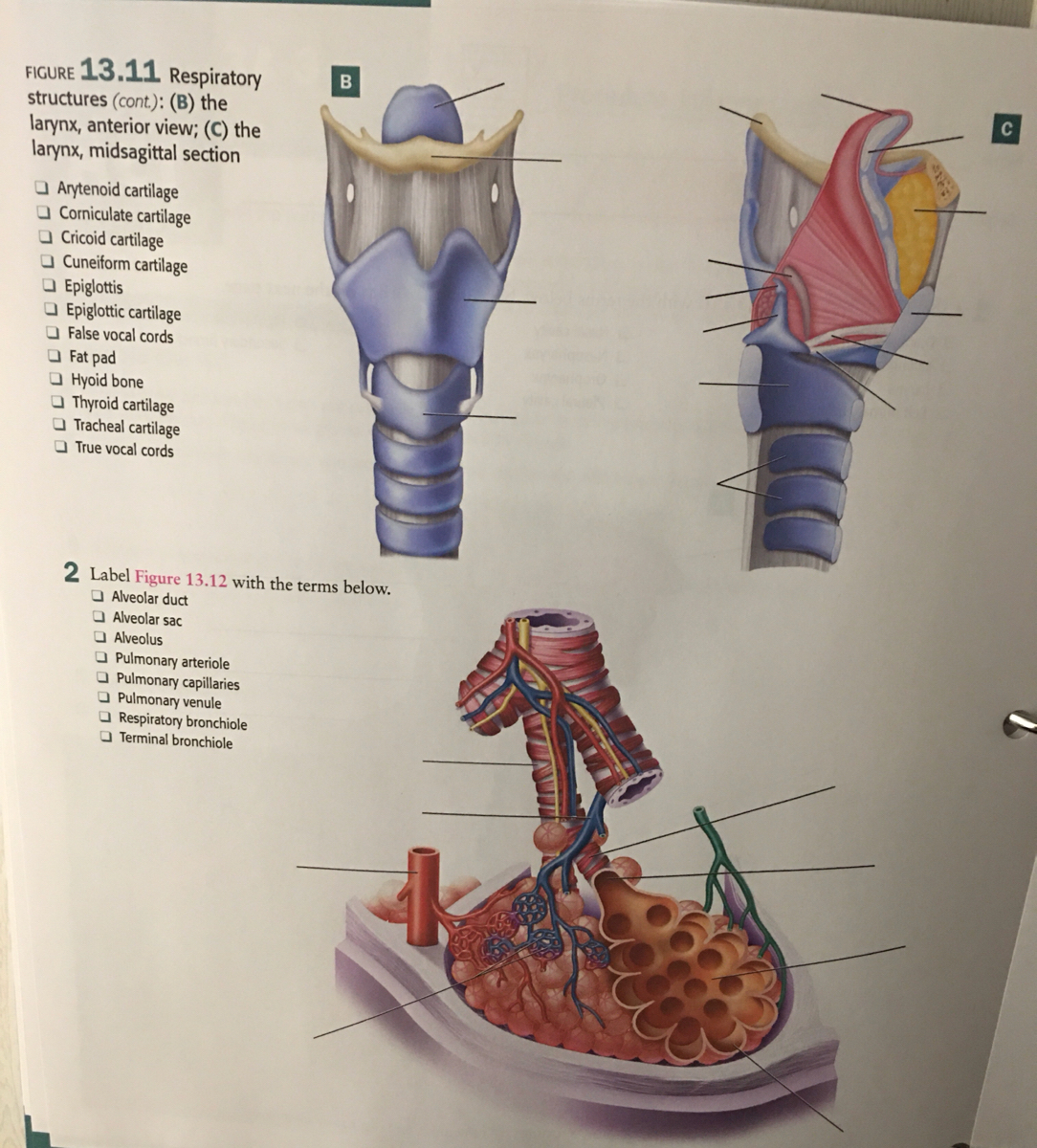 Mid Sagittal View Of Larynx