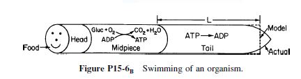 Model
Gluc •0
со, -но
ADP
Неad
Midpiece
ATP ADP
Tail
ATP
Food-
Actual
Figure P15-6g Swimming of an organism.
