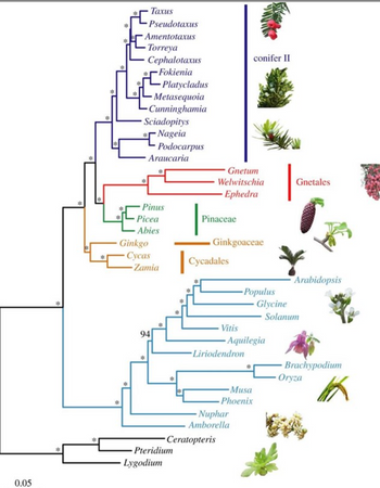 Taxus
Pseudotaxus
Amentotaxus
Torreya
Cephalotaxus
Fokienia
Platycladus
-Metasequoia
-Cunninghamia
Sciadopitys
Nageia
Podocarpus
Araucaria
conifer II
Gnetum
Welwitschia
Gnetales
Ephedra
Pinus
Picea
Pinaceae
Abies
Ginkgo
Ginkgoaceae
Cycas
Cycadales
Zamia
Arabidopsis
Populus
Glycine
Solanum
Vitis
94
Aquilegia
Liriodendron
Brachypodium
Oryza
Musa
Phoenix
Nuphar
Amborella
0.05
Ceratopteris
Pteridium
Lygodium