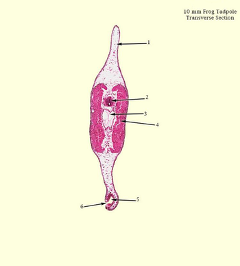 6.
-5
.1
2
10 mm Frog Tadpole
Transverse Section