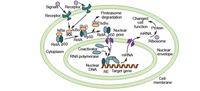 This diagram illustrates the NF-kB signaling pathway, which is crucial for regulating immune response and cell function. Here's a detailed breakdown:

1. **Signals**: External signals bind to specific receptors on the cell membrane.

2. **Receptor Activation**: This triggers an intracellular cascade involving the receptors.

3. **Cytoplasm Processes**: 
   - The activated receptor influences IKK (IκB kinase) to phosphorylate IκBα.
   - Phosphorylated IκBα (pIκBα) undergoes ubiquitination and is degraded by the proteasome.
   - This releases the NF-kB complex, consisting of RelA and p50 subunits.

4. **Nuclear Entry**:
   - The RelA/p50 complex translocates into the nucleus via the nuclear pore.

5. **Transcription Initiation**:
   - Inside the nucleus, NF-kB binds to specific sequences on the DNA (response elements, RE) near target genes.
   - RNA polymerase, along with coactivators, facilitates the transcription of these target genes into mRNA.

6. **Protein Synthesis**:
   - The mRNA is transported out of the nucleus to the ribosome, where it is translated into proteins.

7. **Cell Function Modification**:
   - The newly formed proteins can lead to changes in cell function, adapting the cell's response to various stimuli.

The diagram highlights the flow from extracellular signaling to intracellular responses, emphasizing the critical roles of various proteins and complexes in regulating gene expression.