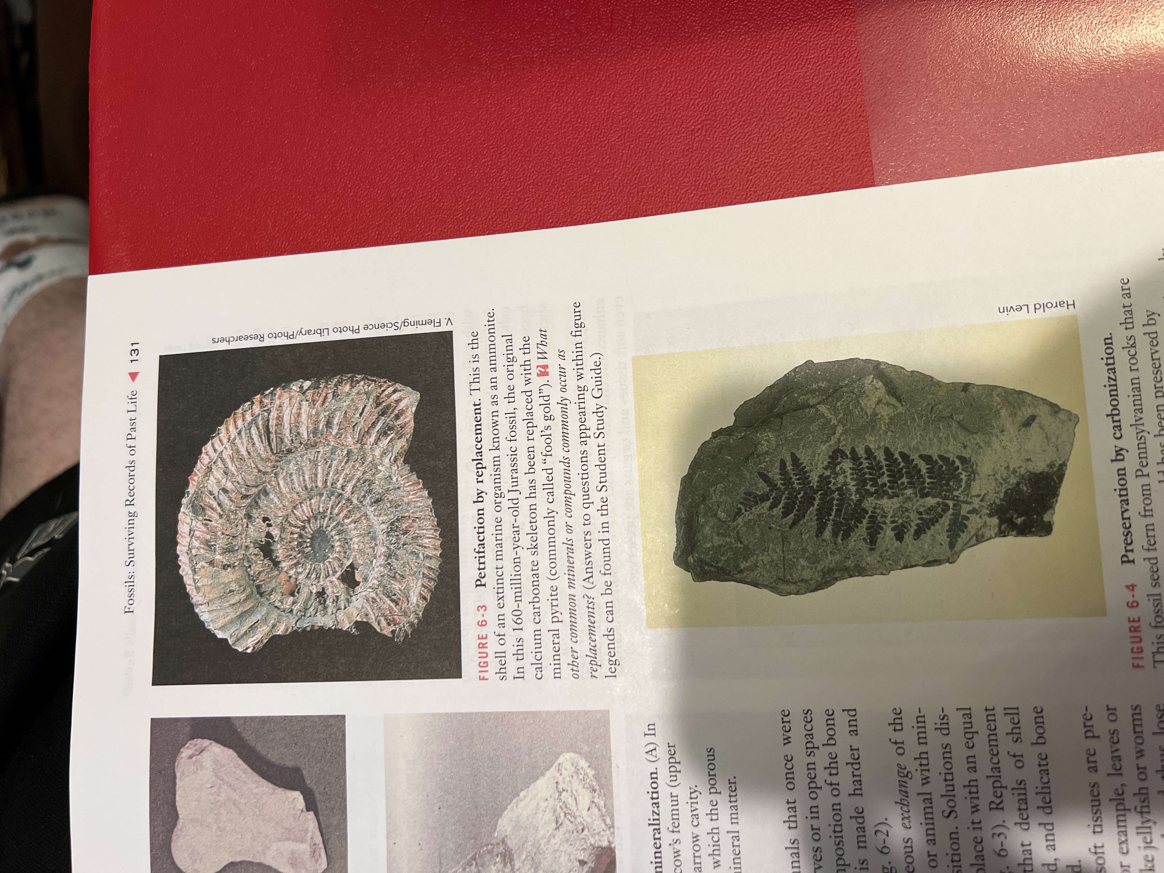 Harold Levin
V. Fleming/Science Photo Library/Photo Researchers
Fossils: Surviving Records of Past Life
131
FIGURE 6-3 Petrifaction by replacement. This is the
shell of an extinct marine organism known as an ammonite.
In this 160-million-year-old Jurassic fossil, the original
calcium carbonate skeleton has been replaced with the d
mineral pyrite (commonly called "fool's gold"). 2 What
other commom minerals or coтроипds commоnly оссur as
replacements? (Answers to questions appearing within figure
legends can be found in the Student Study Guide.)
nineralization. (A) In
cow's femur (upper
arrow cavity.
which the porous
ineral matter.
anals that once were
ves or in open spaces
aposition of the bone
is made harder and
g. 6-2).
eous exchange of the
or animal with min-
sition. Solutions dis-
olace it with an equal
. 6-3). Replacement
that details of shell
d, and delicate bone
soft tissues are pre-
or example, leaves or
ke jellyfish or worms
FIGURE 6-4 Preservation by carbonization.
This fossil seed fern from Pennsylvanian rocks that are
li bos been preserved by
1 thus lose
