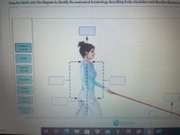 Drag the labels onto the diagram to identify the anatomical terminology describing body orientation and direction (human a
Posterior
(caudal)
Distal
Superior
(dorsal)
Proximal
Inferior
(caudal)
Anterior
(ventral)
Posterior
(dorsal)
Pearson
arch
