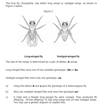 The fruit fly, Drosophila, has either long wings or vestigial wings, as shown in
Figure 2 below.
Figure 2
Long-winged fly
Vestigial-winged fly
The size of the wings is determined by a pair of alleles: A and a.
Long-winged flies have one of two possible genotypes: AA or Aa.
Vestigial-winged flies have only one genotype: aa.
a)
Using the letters A and a give the genotype of a heterozygous fly.
b)
Why can vestigial-winged flies only have the genotype aa?
A male and a female long-winged fly were crossed. They produced 96
offspring. Of the offspring 72 had long wings and 24 had vestigial wings.
You may use a genetic diagram to explain this.
c)
