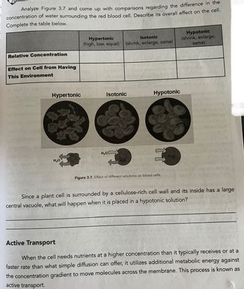 Analyze Figure 3.7 and come up with comparisons regarding the difference in the
concentration of water surrounding the red blood cell. Describe its overall effect on the cell.
Complete the table below.
Relative Concentration
Effect on Cell from Having
This Environment
Hypertonic
H₂O
Hypertonic
Isotonic
(high, low, equal) (shrink, enlarge, same)
ele, Jeaune
Isotonic
1.916 C
H₂O
H₂O
Hypotonic
Figure 3.7. Effect of different solutions on blood cells.
Hypotonic
(shrink, enlarge,
same)
Since a plant cell is surrounded by a cellulose-rich cell wall and its inside has a large
central vacuole, what will happen when it is placed in a hypotonic solution?
Active Transport
When the cell needs nutrients at a higher concentration than it typically receives or at a
faster rate than what simple diffusion can offer, it utilizes additional metabolic energy against
the concentration gradient to move molecules across the membrane. This process is known as
active transport.