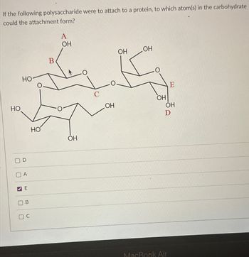 If the following polysaccharide were to attach to a protein, to which atom(s) in the carbohydrate
could the attachment form?
HO
U
☐
☐
☑
D
A
E
HO
B
B
C
A
OH
OH
OH
HO
OH
E
OH
OH
D
وة
OH
MacBook Air