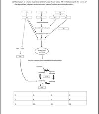 1) The diagram of cellular respiration and its fuels is shown below. Fill in the boxes with the names of
the appropriate polymers and monomers, name of cycle or process and product.
(1)
(2)
(3)
(4)
(5)
(6)
(7)
glucose-6-phopshate
elyceraldehyde-3-phosphate
(8)
pyruvate (pyruvic acid)
(9)
NH) + CO2
Krebs Citric
acid cycle
(10)
Electron transport chain and oxidative phosphorylation
aspartate
arginino-
succinate
citrulline
(11)
ornithine
arginine
(12)
1.
2.
3.
4.
6.
7.
8.
9.
10..
11.
12.
