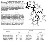 (c) (
due:substrate interaction and determinant of sub-
To identify the critical enzyme resi-
D(-2)
Arg47
strate specificity, steady-state kinetic studies have D(-4).
been carried out by site-specific mutagenesis of the
enzyme and by systematically changing amino acid
residues in the 11-amino acid phosphotyrosine con-
taining substrate that simulate residues 988 – 998
of the epidermal growth factor receptor
(EGFR988–998).
Asp48
E(-1)
A(-3)
The table below compares the kinetic parameters
of the wild type enzyme with phosphotyrosine pep-
tides in which amino acid residues are substituted.
In the adjacent diagram the structural interactions
L(+1)
Tyr46
Gln262
Y(0)
between active site residues are illustrated for the
first 6 residues of the substrate. Identify which sub-
strate residue is most sensitive to substitution and
Ser216
justify your conclusion on the basis of the kinetic
parameters. Is the decrease in kcat/ KM due to loss
of catalytic reactivity or due to suboptimal position-
ing of the phospho-Tyr residue in the active site?
Phe182
Asp181
PTP1B
Substrate
kcat
K.
kcat/Km
JUM
10-7 x (s-1 M1)
DADEPYLIPQQG
DADAPYLIPQQG
DAAEPYLIPQQG
AAAAPYLIPQQG
44.6 ± 1.8
39.8 + 0.32
3.9 + 0.9
13.7 + 0.46
1.1 + 0.25
0.29 + 0.01
35.3 + 0.22
6.6 ± 0.22
0.53 + 0.02
34.7 + 0.25
52.7 + 0.7
0.066 0.001
