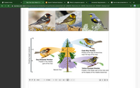 ### Warbler Feeding Zones on a Spruce Tree

This diagram illustrates the feeding heights and zones of different warbler species on a spruce tree. Each bird species occupies a specific niche, allowing them to coexist without direct competition for food.

1. **Bay-Breasted Warbler**: 
   - **Feeding Height**: Middle part of the tree (approximately 6-12 meters).
   - They feed primarily in the middle section, focusing on this vertical zone for optimal foraging.

2. **Cape May Warbler**:
   - **Feeding Height**: Near the top of the tree (approximately 12-18 meters).
   - They primarily feed at the tips of branches, near the highest points of the tree.

3. **Yellow-Rumped Warbler**:
   - **Feeding Height**: Lower part of the tree and the bases of middle branches (0-6 meters).
   - They focus on the lowest parts of the tree and the bases of the middle branches for feeding.

Understanding these feeding behaviors helps in studying how species coexist and utilize different ecological niches within the same environment.