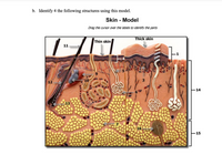 b. Identify 4 the following structures using this model.
Skin - Model
Drag the cursor over the labels to identify the parts
Thick skin
Thin skin
11
12
14
15
