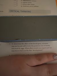 d. implantation occurs
5.
e. zygote forms
f. neural tube forms
6.
7.
g. maternal cervix softens
tects
CRITICAL THINKING
3. To determine the effect of the bicoid gene, scientists
injected bicoid mRNA into the posterior end of freshly
laid fruit fly eggs. What effect would you expect such an
injection to have on the flies' development?
f the tw ll
n this
