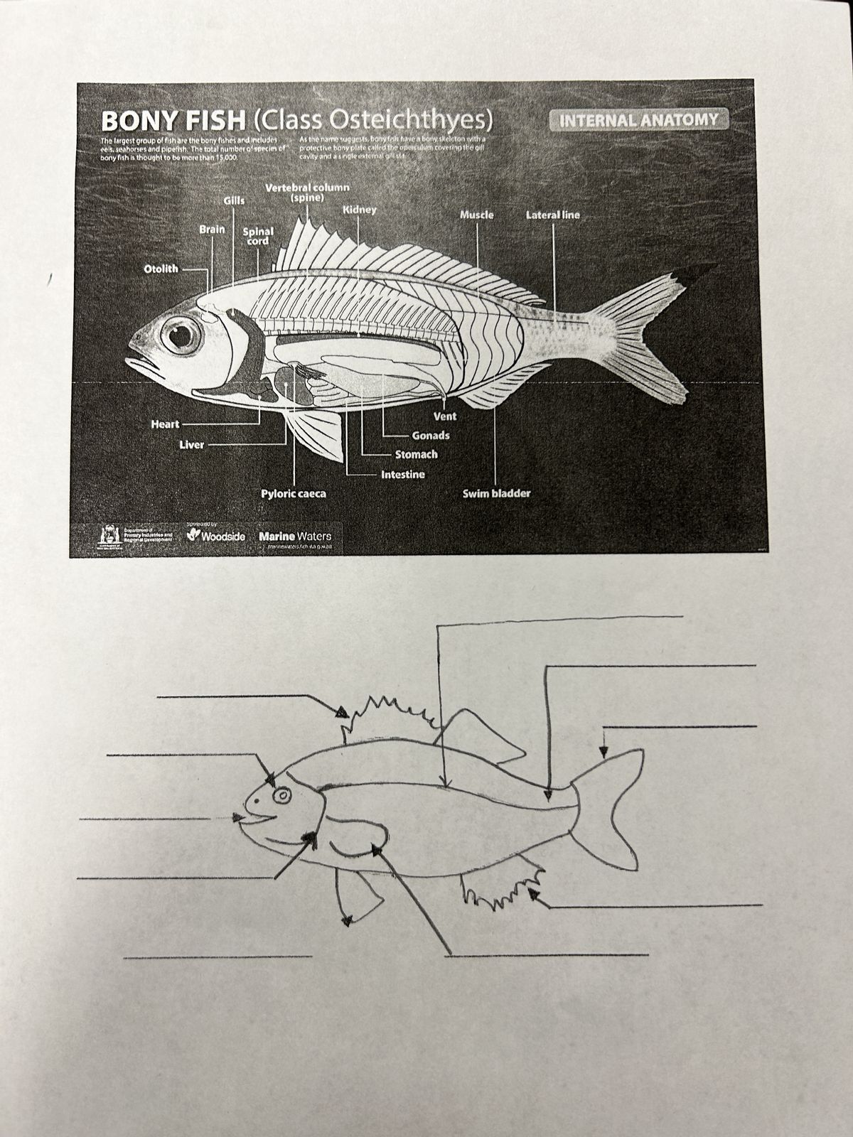 bony fish anatomy