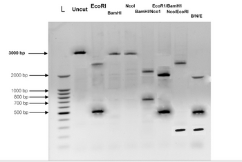 3000 bp
2000 bp
1000 bp
800 bp
700 bp
500 bp-
L Uncut
EcoRI
BamHI
Ncol
EcoR1/BamH1
BamHI/Nco1 Nco/EcoRI
11
B/N/E