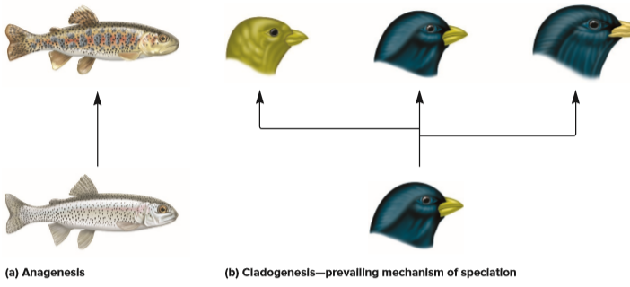 (a) Anagenesls
(b) Cladogenesis-prevalling mechanism of speclatlon
