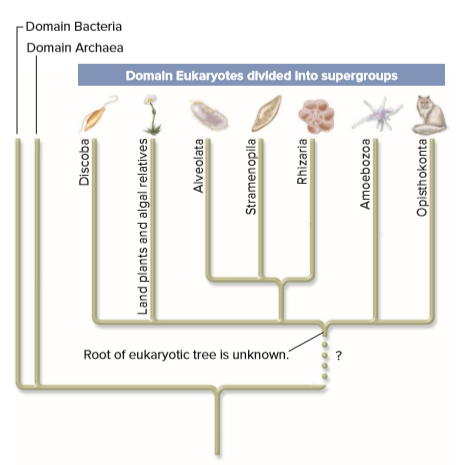 Domain Bacteria
Domain Archaea
Domaln Eukaryotes divided Into supergroups
Root of eukaryotic tree is unknown.
Discoba
Land plants and algal relatives
Alveolata
Stramenopila
Rhizaria
Amoebozoa
Opisthokonta
