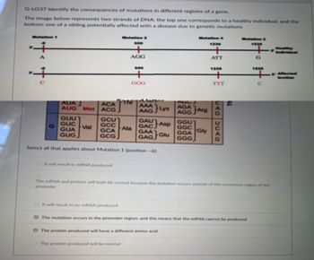 G-LO37 Identify the consequences of mutations in different regions of a gene.
The image below represents two strands of DNA: the top one corresponds to a healthy individual, and the
bottom one of a sibling potentially affected with a disease due to genetic mutations
Mutation 1
A
+
с
AUA
ACA
AUG Met ACG
GUU
GUC
GUA
GUG
Val
GCU
GCC
GCA
GCG
It will result in mRNA produced
Mutation 2
It will result in no mRNA produced
500
AGG
The protein produced will be normal
500
+
GGG
Ala
The
Select all that applies about Mutation 1 (position -6):
AAGLys AGA Arg
GGU
GGC
GGA
GGG
GAC Asp
GAA Glu
GAGJ
Gly
The protein produced will have a different amino acid
1235
ATT
1235
TTT
070 2070
ALL
The mutation occurs in the promoter region, and this means that the mRNA cannot be produced
1535
The mRNA and protein will both be normal because the mutation occurs outside of the consensus region of the
promoter
G
1535
с
Affected