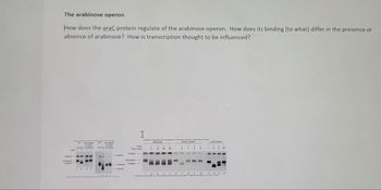 **The Arabinose Operon**

**How does the araC protein regulate the arabinose operon? How does its binding (to what) differ in the presence or absence of arabinose? How is transcription thought to be influenced?**

In the image provided, several experiments illustrate how the araC protein functions in the regulation of the arabinose operon. The analysis involves electrophoretic mobility shift assays (EMSAs) and various experimental conditions to elucidate the molecular interactions of the araC protein with DNA in the presence and absence of arabinose, which ultimately influences transcription.

**Diagram Explanation:**

1. **Left Panel:**
    - Three sets of lanes depict the electrophoretic mobility assay results for different conditions (no Ara in solution, Ara added, no Ara in the gel).
    - The bands labeled “Nicked” represent nicked DNA that has irregular migration due to single-strand breaks.
    - “Unlooped” and “Looped” bands represent different conformations of the DNA-arabinose complexes.
    - The presence or absence of AraC protein and arabinose (Ara) results in different band patterns indicating conformational changes in the DNA.

2. **Right Panel:**
   - This part shows time-course experiments and protein binding using different types of bacteria (wild-type, araO mutant, and araI mutant).
   - Lanes are labeled with time points (minutes) for the wild-type and mutants, showing how DNA-protein complexes form over time.
   - The bands show how the arabinose binding influences the formation of the loops, which is indicative of araC binding to specifically recognized DNA sites.

**Summary Analysis:**
The results indicate that the araC protein regulates the arabinose operon by binding to specific DNA sequences, forming complexes that can either inhibit or stimulate transcription depending on the presence of arabinose. Absence of arabinose fosters a repressive loop conformation, while its presence changes the conformation to an open state that facilitates transcription. This dynamic interplay underscores the role of AraC as a dual regulator that can act either as an activator or repressor depending on the environmental conditions, specifically the availability of arabinose.