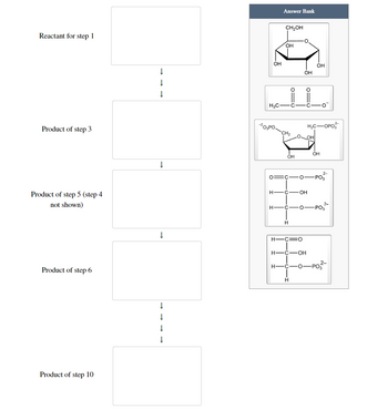 Reactant for step 1
Product of step 3
Product of step 5 (step 4
not shown)
Product of step 6
Product of step 10
↓
↓
↓
↓
↓
OH
H₂C-
-20₂PO.
Answer Bank
H
CH₂OH
OH
H-
•CH₂
OH
H -C-OH
OH
H
2-
0=C- O -PO3
H-C=O
H-C-OH
H
OH
H₂C-OPO
OH
OH
O -PO3²2²
-O-PO3²-