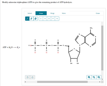 Modify adenosine triphosphate (ATP) to give the remaining product of ATP hydrolysis.
ATP + H₂O → P₁+
Select
/ || |
I
01
Draw
с
H
I
10
0
Rings
-0
P N
OI
More
I
OH
OH
NH₂
Erase
Q2 Q