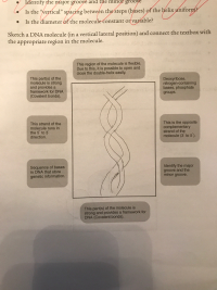 Sketch a DNA molecule (in a vertical lateral position) and connect the
the appropriate region in the molecule.
This region of the molecule is flexible.
Due to this, it is possible to open and
close the double-helix easily.
This part(s) of the
molecule is strong
and provides a
framework for DNA
(Covalent bonds).
Deoxyribose,
nitrogen-containing
bases, phosphate
groups.
This is the opposite
complementary
strand of the
molecule (3 to 5).
This strand of the
molecule runs in
the 5 to 3
direction.
Sequence of bases
in DNA that store
genetic information.
Identify the major
groove and the
minor groove.
This part(s) of the molecule is
strong and provides a framework for
DNA (Covalent bonds).
