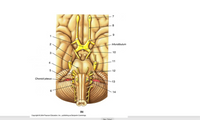 8
Infundibulum
2
10
3
11
4
12
Choroid plexus -
-13
14
(b)
Copyright© 2004 Pearson Education, Inc., publishing as Benjamin Cummings.
[No Titlel1
