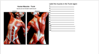 Label the muscles in the Trunk region
Human Muscles - Trunk
1
2.
3
Drag the cursor over the labels to identify the parts
(Anterior)
(Posterior)
4
5
6.
7
8.
9.
10
11
12
10
11
N M
