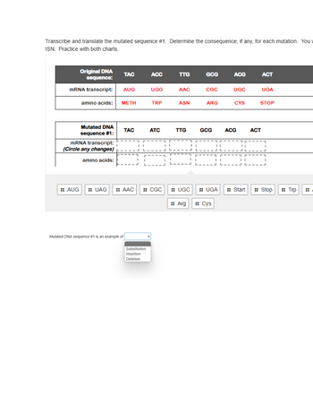 Transcribe and translate the mutated sequence #1. Determine the consequence, if any, for each mutation. You
ISN. Practice with both charts.
Original DNA
sequence:
mRNA transcript:
:: AUG
amino acids:
Mutated DNA
sequence #1:
mRNA transcript:
(Circle any changes)
amino acids:
TAC
AUG
METH
Mutated DNA sequence #1 is an example of
TAC
UAG :: AAC
ACC
Substitution
Insertion
Deletion
UGG
TRP
ATC
:: CGC
TTG
AAC
ASN
TTG
UGC
GCG
CGC
ARG
GCG
:: UGA
#Arg # Cys
ACG
UGC
CYS
ACG
ACT
ACT
UGA
STOP
Start :: Stop
Trp