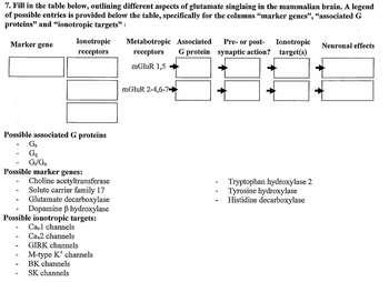 7. Fill in the table below, outlining different aspects of glutamate singlaing in the mammalian brain. A legend
of possible entries is provided below the table, specifically for the columns "marker genes", “associated G
proteins" and "ionotropic targets"
Marker gene
Ionotropic
receptors
Possible associated G proteins
Gs
Gą
G₁/Go
Possible marker genes:
Choline acetyltransferase
Solute carrier family 17
Glutamate decarboxylase
Dopamine ß hydroxylase
Possible ionotropic targets:
Cayl channels
Cav2 channels
GIRK channels
M-type K¹ channels
BK channels
SK channels
Metabotropic Associated
receptors G protein
mGluR 1,5
mGluR 2-4,6-7-
Pre- or post- Ionotropic Neuronal effects
synaptic action? target(s)
Tryptophan hydroxylase 2
Tyrosine hydroxylase
Histidine decarboxylase