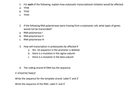 1. For each of the following, explain how eukaryotic transcriptional initiation would be affected.
a. TFIIB
b. TFIID
с. TFН
2. If the following RNA polymerases were missing from a eukaryotic cell, what types of genes
would not be transcribed?
a. RNA polymerase I
b. RNA polymerase I|
c. RNA polymerase II
3. How will transcription in prokaryotes be affected if
a. the -10 sequence in the promoter is deleted
b. there is a mutation in the sigma subunit
c. there is a mutation in the beta subunit
4. The coding strand of DNA has the sequence
5' ATGATACTAAG3'
Write the sequence for the template strand. Label 5' and 3'
Write the sequence of the RNA. Label 5' and 3'
