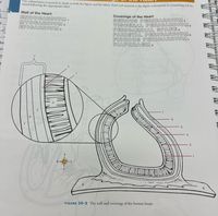 Ose colored pens or pencils to shade in both the figure and the labels. Each red numeral in the figure corresponds to a matching red nu-
meral following the appropriate label.
Wall of the Heart
ENDOCARDIUM,
MYOCARDIUM 2
EPICARDIUM 3
Coverings of the Heart
SEROUS PERICARDIUM 4
VISCERAL PERICARDIUM:
PERICARDIAL SPACE 5
PARIETAL PERICARDIUM 6
FIBROUS PERICARDIUM,
DIAPHRAGM 8
he
yr
rs
1
6.
FIGURE 35-2 The wall and coverings of the human heart.
