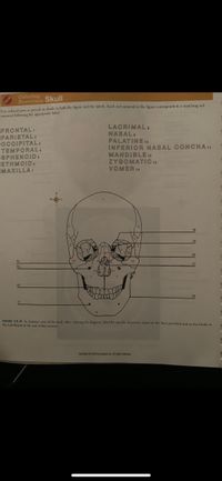 Coloring
Exercises: Skull
Uhe olored pens or pencils to shade in both the figure and the labels. Each red numeral in the figure corresponds to a matching red
ameral following the appropriate label.
FRONTAL:
PARIETAL2
OCCIPITAL
TEMPORAL4
SPHENOIDS
ETHMOID.
MAXILLA,
LACRIMAL:
NASAL,
PALATINE10
INFERIOR NASAL CONCHA11
MANDIBLE12
ZYGOMATIC 13
VOMER 14
16
FIGURE 12-6 A, Anterior view of the skull. After coloring the diagram, label the specific structures noted on the lines provided and on the blanks in
the Lab Report at the end of this esercise.
Copyright 2019 by Eleer inc. Al rights reserved
