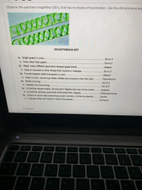 1a. Bright green in color,.. ...
Go to 4
.....
b. Color other than green....
Go to 2
.****
2a. Rigid, many different geometric-shaped glass shells
Diatom
b. Oval or rounded or other shape that morphs or changes..
Go to 3
3a. Funnel-shaped; slate blue-green in color..
Stentor
b. Clear in color, swimming ciliate (ciliates are covered in hair-like cilia)
.. Paramecium
4a. Motile (moving).
Go to 5
b. Sessile (non-swimming)...
Go to 6
5a. Unicellular slipper-shape, red eye-spot; flagella that may not be visible...Euglena
b. Unicellular spheres; pyrenoids (chloroplast-like); flagella...
Chlamydomonas
.....
6a. Chains of round cells resembling a pearl necklace, containing plastids... Nostoc
b. Cylinders filled with helical or spiral chloroplasts.
Spirogyra
Spirogra
