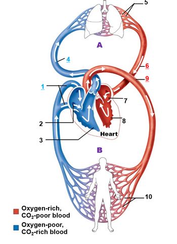 Answered: What form of respiration happens at the… | bartleby