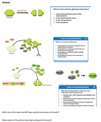 Answered: Glycolysis Where in the cell does… | bartleby