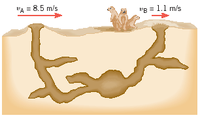 The image illustrates an underground burrow system, possibly representing a prairie dog colony. There are two surface openings, labeled A and B, with associated air velocities. 

- Opening A has an air velocity (\(v_A\)) of 8.5 m/s, indicated by a red arrow pointing to the left.
- Opening B has an air velocity (\(v_B\)) of 1.1 m/s, shown by a red arrow pointing to the right.

The structure includes multiple interconnected tunnels and chambers within the underground system. Prairie dogs are depicted at the surface near one of the openings. This setup likely demonstrates differences in air pressure and flow within burrow systems.