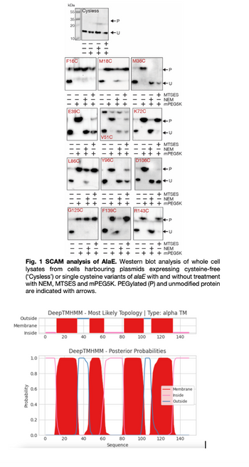 kDa
55
Cysless
35
+P
20
10
+U
F16C
M18C
M36C
+P
+ MTSES
NEM
+++mPEG5K
+
E39C
K72C
V51C
+
+ MTSES
NEM
+++ MPEG5K
L860
Y96C
|D1066
+P
MTSES
NEM
+ + + MPEG5K
G125C
F139C
R143C
P
++
+
+ MTSES
NEM
+++ MPEG5K
Fig. 1 SCAM analysis of AlaE. Western blot analysis of whole cell
lysates from cells harbouring plasmids expressing cysteine-free
('Cysless') or single cysteine variants of alaE with and without treatment
with NEM, MTSES and mPEG5K. PEGylated (P) and unmodified protein
are indicated with arrows.
Outside
Membrane
DeepTMHMM - Most Likely Topology | Type: alpha TM
Probability
Inside
0
20
40
60
80
100
120
140
1.0
0.8
0.6
0.4
0.2
DeepTMHMM - Posterior Probabilities
0.0
20
40
60
80
Sequence
Membrane
Inside
G
100 120
Outside
140