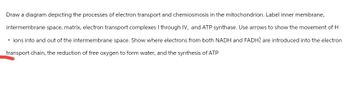 Draw a diagram depicting the processes of electron transport and chemiosmosis in the mitochondrion. Label inner membrane,
intermembrane space, matrix, electron transport complexes I through IV, and ATP synthase. Use arrows to show the movement of H
+ ions into and out of the intermembrane space. Show where electrons from both NADH and FADH2 are introduced into the electron
transport chain, the reduction of free oxygen to form water, and the synthesis of ATP