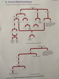 Answered: D. Arterial Blood Distribution Complete… | bartleby