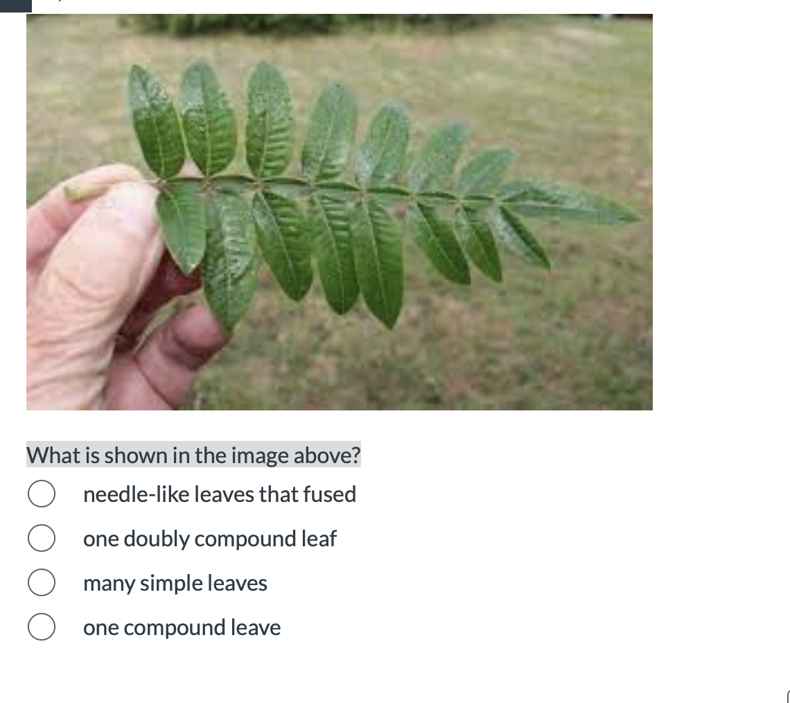 doubly compound leaf