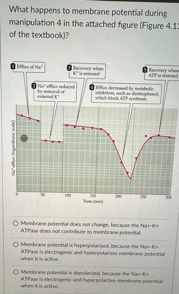 What happens to membrane potential during
manipulation 4 in the attached figure (Figure 4.13
of the textbook)?
1 Efflux of Nat
Nat efflux (logarithmic scale)
0
3 Recovery when
K+ is restored
2 Nat efflux reduced
by removal of
external K
50
100
4 Efflux decreased by metabolic
inhibitors, such as dinitrophenol,
which block ATP synthesis
150
Time (min)
200
5 Recovery when
ATP is restored
"
I
250
TATI
122
O Membrane potential does not change, because the Na+-K+
ATPase does not contribute to membrane potential.
O Membrane potential is hyperpolarized, because the Na+-K+
ATPase is electrogenic and hyperpolarizes membrane potential
when it is active.
O Membrane potential is depolarized, because the Na+-K+
ATPase is electrogenic and hyperpolarizes membrane potential
when it is active.
300