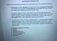 Non-Mendelian Inheritance Quiz
Match each of the following examples to the appropriate type of non-Mendelian inheritance.
1. A homozygous recessive genotype for the gene that encodes phenylalanine hydroxylase
(which breaks down the amino acid phenylalanine) causes lighter skin color, a musty
odor, differences in intellectual development, and seizures.
2. In pea plants, alleles of Gene W control flower color, with the dominant allele (W)
leading to purple flower color, and the recessive allele (w) leading to white flower color.
Usually, a genotype of WW or Ww leads to purple flowers. However, when Gene C is
homozygous recessive, WW or Ww plants always have white flowers.
3. In mallard ducks, feather coloring is controlled by Gene F. A dominant allele (F) leads to
green head feathers, while a recessive allele (f) leads to brown head feathers. In male
mallards, inheritance of one or more F alleles always leads to the green head feather
trait. But female mallards always have brown head feathers, regardless of whether they
are FF, Ff, or ff.
a) Multigene (or polygenic) inheritance
b) Epistasis
c) Pleiotropy
d) Sex-limited inheritance
e) Sex-influenced inheritance
f) Genetic anticipation
g) Lethal allele
