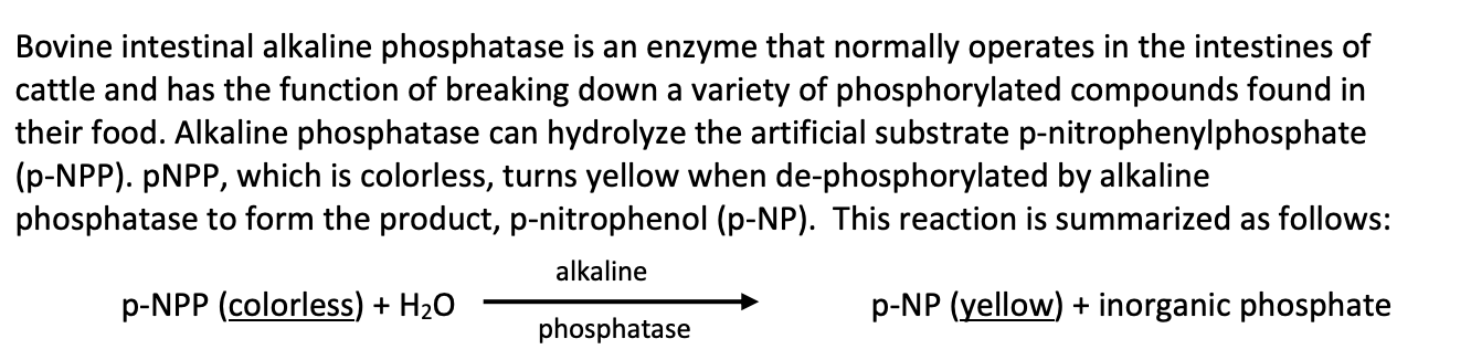 Bovine intestinal alkaline phosphatase is an enzyme that normally operates in the intestines of
cattle and has the function of breaking down a variety of phosphorylated compounds found in
their food. Alkaline phosphatase can hydrolyze the artificial substrate p-nitrophenylphosphate
(p-NPP). PNPP, which is colorless, turns yellow when de-phosphorylated by alkaline
phosphatase to form the product, p-nitrophenol (p-NP). This reaction is summarized as follows:
alkaline
p-NPP (colorless) + H20
p-NP (yellow) + inorganic phosphate
phosphatase
