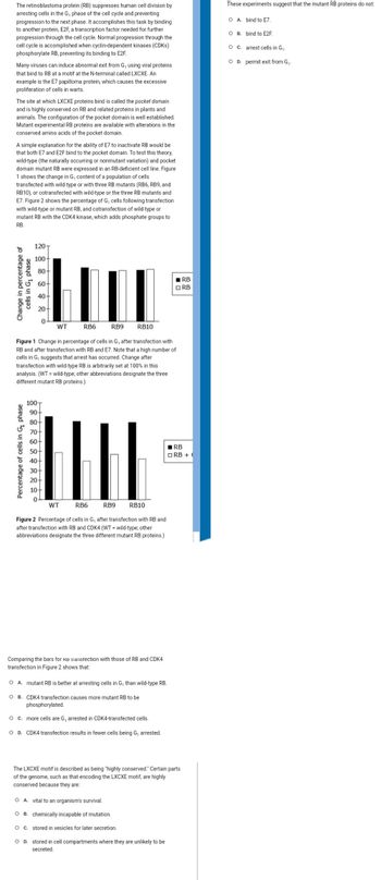 The retinoblastoma protein (RB) suppresses human cell division by
arresting cells in the G? phase of the cell cycle and preventing
progression to the next phase. It accomplishes this task by binding
to another protein, E2F, a transcription factor needed for further
progression through the cell cycle. Normal progression through the
cell cycle is accomplished when cyclin-dependent kinases (CDKs)
phosphorylate RB, preventing its binding to E2F.
Many viruses can induce abnormal exit from G, using viral proteins
that bind to RB at a motif at the N-terminal called LXCXE. An
example is the E7 papilloma protein, which causes the excessive
proliferation of cells in warts.
The site at which LXCXE proteins bind is called the pocket domain
and is highly conserved on RB and related proteins in plants and
animals. The configuration of the pocket domain is well established.
Mutant experimental RB proteins are available with alterations in the
conserved amino acids of the pocket domain.
A simple explanation for the ability of E7 to inactivate RB would be
that both E7 and E2F bind to the pocket domain. To test this theory,
wild-type (the naturally occurring or nonmutant variation) and pocket
domain mutant RB were expressed in an RB-deficient cell line. Figure
1 shows the change in G, content of a population of cells
transfected with wild-type or with three RB mutants (RB6, RB9, and
RB10), or cotransfected with wild-type or the three RB mutants and
E7. Figure 2 shows the percentage of G, cells following transfection
with wild-type or mutant RB, and cotransfection of wild-type or
mutant RB with the CDK4 kinase, which adds phosphate groups to
RB.
Change in percentage of
cells in G? phase
120T
100+
80+
60+
40-
20-
0
Percentage of cells in G? phase
WT
RB6
RB9
Figure 1 Change in percentage of cells in G, after transfection with
RB and after transfection with RB and E7. Note that a high number of
cells in G, suggests that arrest has occurred. Change after
transfection with wild-type RB is arbitrarily set at 100% in this
analysis. (WT = wild-type; other abbreviations designate the three
different mutant RB proteins.)
100-
90-
80-
70-
60-
50-
40-
30-
20-
10-
0
WT
Figure 2 Percentage of cells in G, after transfection with RB and
after transfection with RB and CDK4 (WT = wild-type; other
abbreviations designate the three different mutant RB proteins.)
RB6
RB10
RB9
RB10
Comparing the bars for RB transfection with those of RB and CDK4
transfection in Figure 2 shows that:
O A. vital to an organism's survival.
OB. chemically incapable of mutation.
O C. stored in vesicles for later secretion.
O A. mutant RB is better at arresting cells in G? than wild-type RB.
O B. CDK4 transfection causes more mutant RB to be
phosphorylated.
O c. more cells are G, arrested in CDK4-transfected cells.
O D. CDK4 transfection results in fewer cells being G, arrested.
RB
ORB
RB
ORB + (
The LXCXE motif is described as being "highly conserved." Certain parts
of the genome, such as that encoding the LXCXE motif, are highly
conserved because they are:
O D. stored in cell compartments where they are unlikely to be
secreted.
These experiments suggest that the mutant RB proteins do not:
O A. bind to E7.
O B. bind to E2F.
C. arrest cells in G?.
OD. permit exit from G?.
O