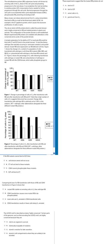 The retinoblastoma protein (RB) suppresses human cell division by
arresting cells in the G? phase of the cell cycle and preventing
progression to the next phase. It accomplishes this task by binding
to another protein, E2F, a transcription factor needed for further
progression through the cell cycle. Normal progression through the
cell cycle is accomplished when cyclin-dependent kinases (CDKs)
phosphorylate RB, preventing its binding to E2F.
Many viruses can induce abnormal exit from G, using viral proteins
that bind to RB at a motif at the N-terminal called LXCXE. An
example is the E7 papilloma protein, which causes the excessive
proliferation of cells in warts.
The site at which LXCXE proteins bind is called the pocket domain
and is highly conserved on RB and related proteins in plants and
animals. The configuration of the pocket domain is well established.
Mutant experimental RB proteins are available with alterations in the
conserved amino acids of the pocket domain.
A simple explanation for the ability of E7 to inactivate RB would be
that both E7 and E2F bind to the pocket domain. To test this theory,
wild-type (the naturally occurring or nonmutant variation) and pocket
domain mutant RB were expressed in an RB-deficient cell line. Figure
1 shows the change in G, content of a population of cells
transfected with wild-type or with three RB mutants (RB6, RB9, and
RB10), or cotransfected with wild-type or the three RB mutants and
E7. Figure 2 shows the percentage of G, cells following transfection
with wild-type or mutant RB, and cotransfection of wild-type or
mutant RB with the CDK4 kinase, which adds phosphate groups to
RB.
Change in percentage of
cells in G? phase
120T
100+
80+
60+
40-
20-
0
Percentage of cells in G? phase
WT
RB6
RB9
Figure 1 Change in percentage of cells in G, after transfection with
RB and after transfection with RB and E7. Note that a high number of
cells in G, suggests that arrest has occurred. Change after
transfection with wild-type RB is arbitrarily set at 100% in this
analysis. (WT = wild-type; other abbreviations designate the three
different mutant RB proteins.)
100-
90-
80-
70-
60-
50-
40-
30-
20-
10-
LLLL
RB6
RB9 RB10
0
WT
Figure 2 Percentage of cells in G, after transfection with RB and
after transfection with RB and CDK4 (WT = wild-type; other
abbreviations designate the three different mutant RB proteins.)
If the RB mutants cannot bind to E2F, then:
RB10
O A. cell division arrest will not occur.
O B. E7 will not bind to these mutants.
O C. CDK4 cannot phosphorylate these mutants.
OD. E2F will bind to E7.
Comparing the bars for RB transfection with those of RB and CDK4
transfection in Figure 2 shows that:
RB
ORB
O A. mutant RB is better at arresting cells in G? than wild-type RB.
O B. CDK4 transfection causes more mutant RB to be
phosphorylated.
O c. more cells are G, arrested in CDK4-transfected cells.
O D. CDK4 transfection results in fewer cells being G? arrested.
RB
ORB + (
O A. vital to an organism's survival.
OB. chemically incapable of mutation.
O c. stored in vesicles for later secretion.
O D. stored in cell compartments where they are unlikely to be
secreted.
The LXCXE motif is described as being "highly conserved." Certain parts
of the genome, such as that encoding the LXCXE motif, are highly
conserved because they are:
These experiments suggest that the mutant RB proteins do not:
O A. bind to E7.
O B. bind to E2F.
O
C. arrest cells in G?.
OD. permit exit from G?.