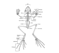 Skull
Phalanges
Metacarpals
Atlas
Second
Vertebra od
Carpals
Radio-Ulna
Vertebrae-
Humerus
Sacral vertebra
Suprascapula
Ilium
Urostyle
Femur
Ischium
Tibio-Fibula
Calcaneum
(tarsal)
Astragalus
(tarsal)
Metatarsals
Phalanges
